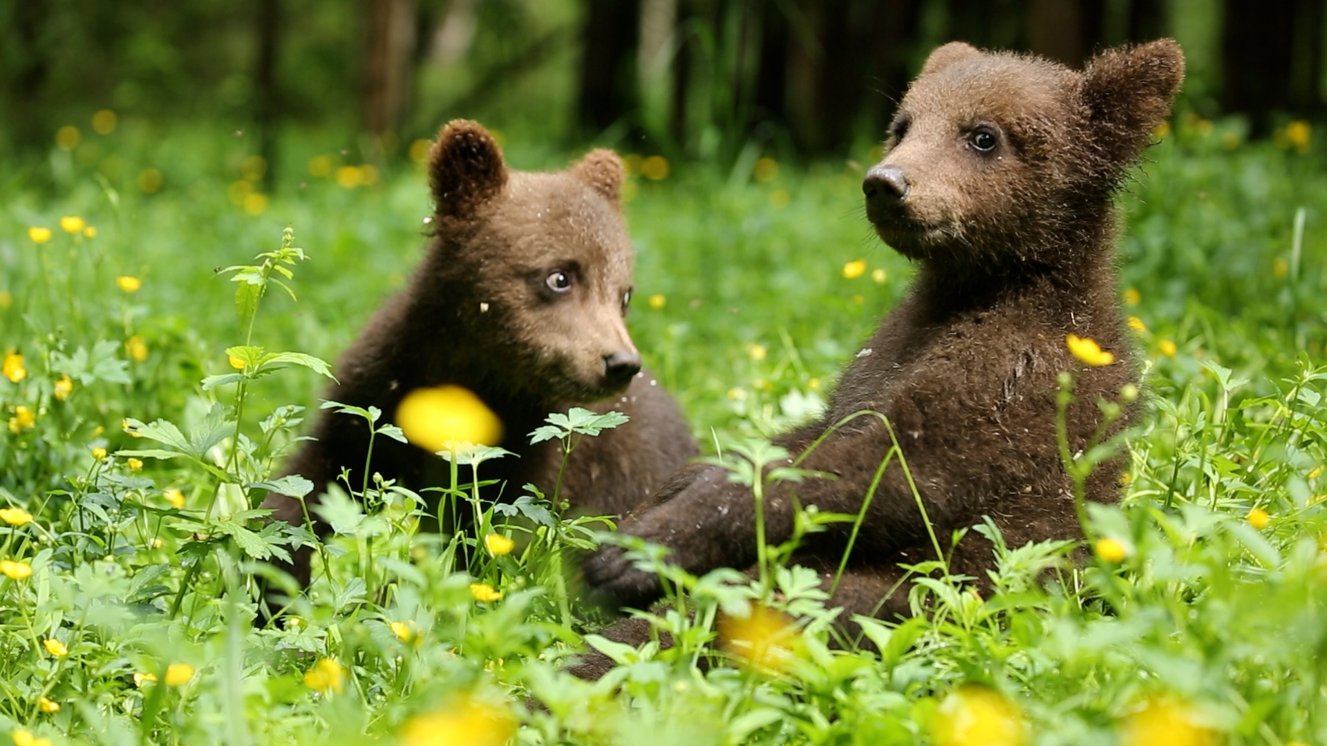 Сотрудники Центра спасения медвежат-сирот поделились фото и видео медвежьего утра