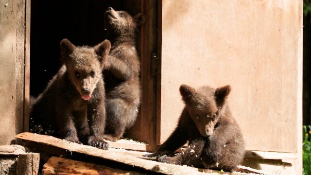 Сотрудники Центра спасения медвежат-сирот поделились фото и видео медвежьего утра Сотрудники Центра спасения медвежат-сирот поделились фото и видео медвежьего утра
