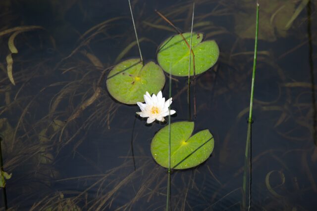 В среду дождь пройдёт в некоторых районах Тверской области