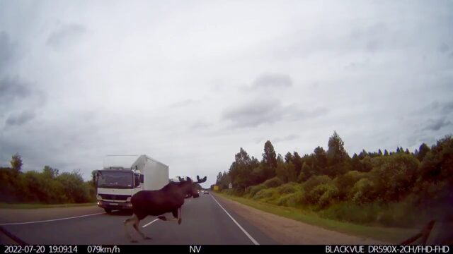 Лось чудом не попал под колеса автомобилей в Тверской области Лось чудом не попал под колеса автомобилей в Тверской области