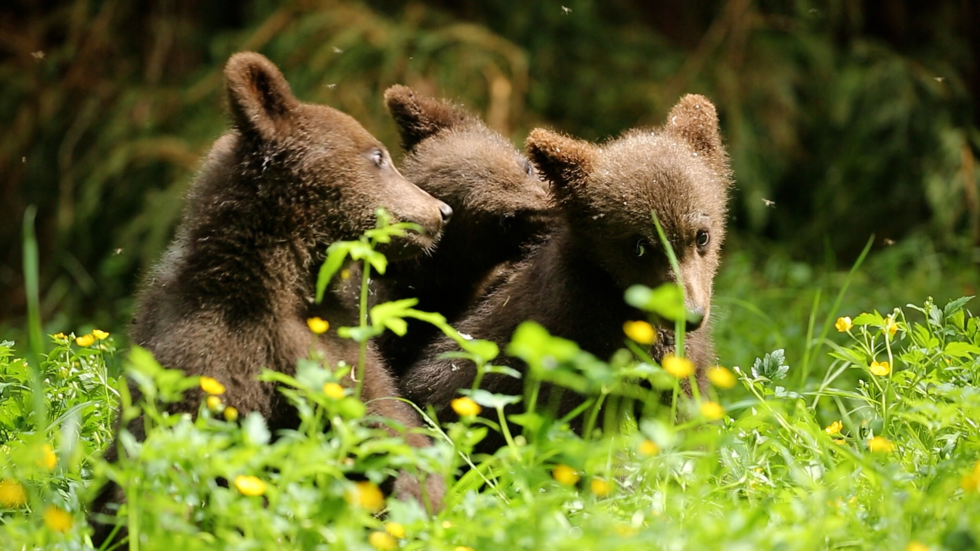 Сотрудники Центра спасения медвежат-сирот поделились фото и видео медвежьего утра