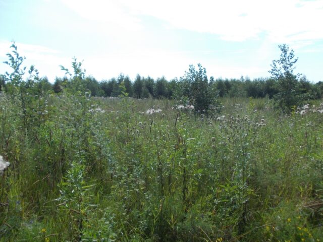 В Тверской области юрлицо создало пожароопасную обстановку на 212 гектарах заросших сельскохозяйственных угодий