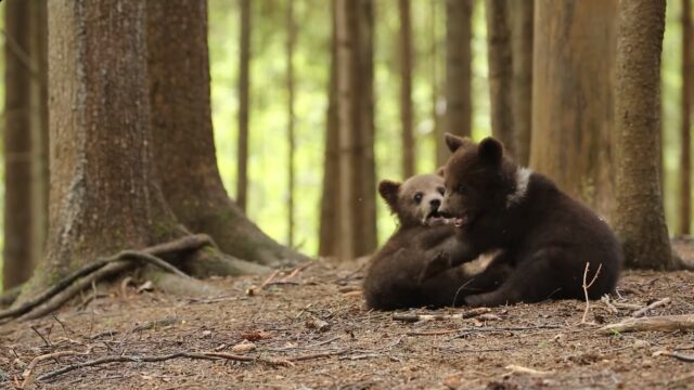 В Центре спасения медвежат-сирот опубликовали видео "поединков" косолапых малышей В Центре спасения медвежат-сирот опубликовали видео "поединков" косолапых малышей