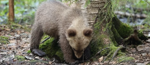 Сотрудники Центра спасения медвежат-сирот вновь поделились видео Сотрудники Центра спасения медвежат-сирот вновь поделились видео