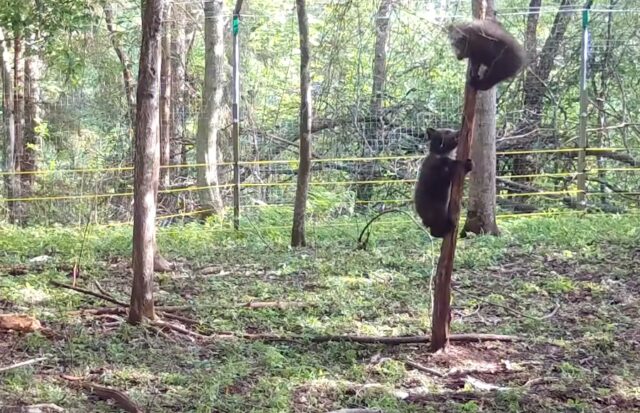 В Центре спасения медвежат сирот рассказали про успехи Веснушкина и Ёжика