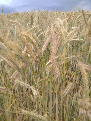 Управление Россельхознадзора проводит мониторинг фитосанитарного состояния полей кормовых культур Тверской области