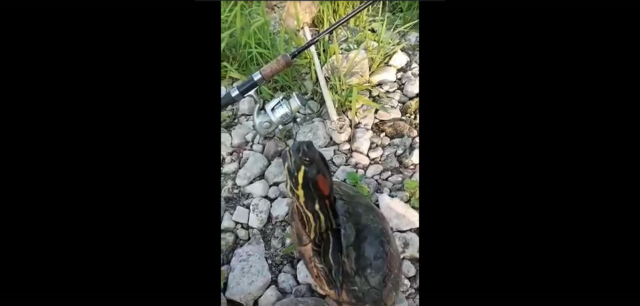 В Ржеве мужчина выловил из Волги экзотическое животное