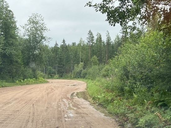 Жителей Тверской области оштрафовали из-за борщевика
