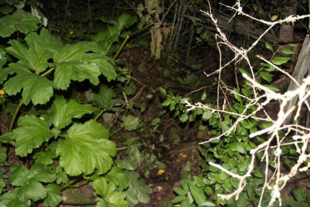 Подросток, почти до смерти избивший 8-летнюю девочку в Тверской области, взят под стражу Подросток, почти до смерти избивший 8-летнюю девочку в Тверской области, взят под стражу