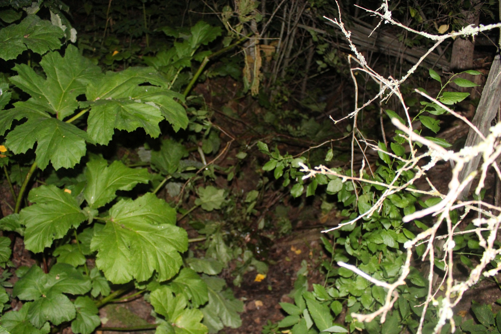 Подросток, почти до смерти избивший 8-летнюю девочку в Тверской области, взят под стражу