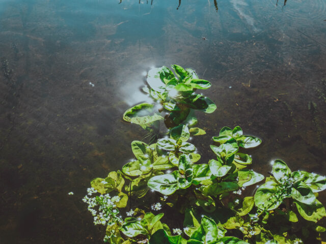В Конаковском районе в Волге утонул человек В областном центре состоялась акция «Тверь: дайвинг без границ!»