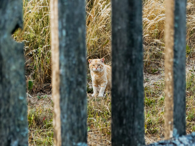 Житель Тверской области задушил кошку жены бельевой веревкой Житель Тверской области задушил кошку жены бельевой веревкой