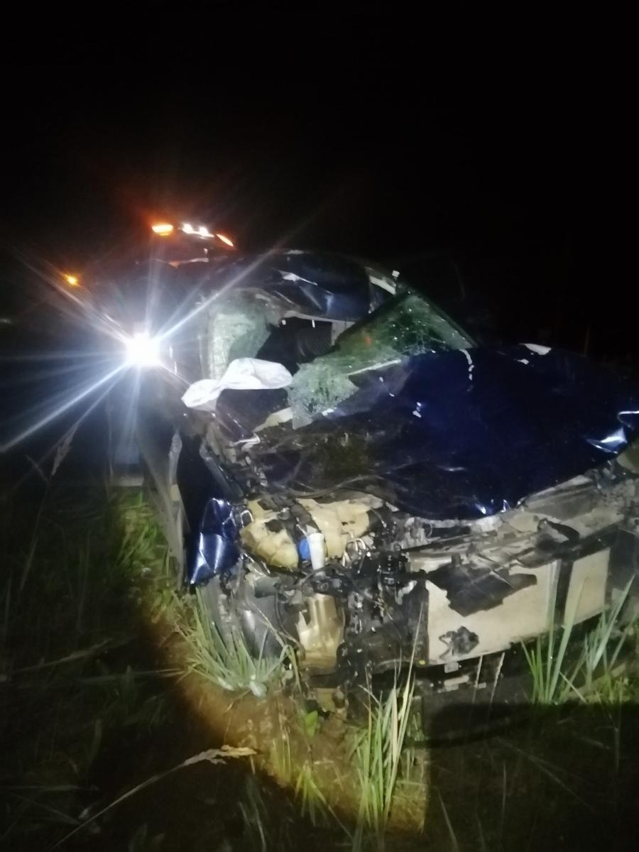 В Тверской области 53-летний водитель сбил лося