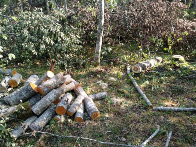 Житель Тверской области незаконно спилил 158 деревьев