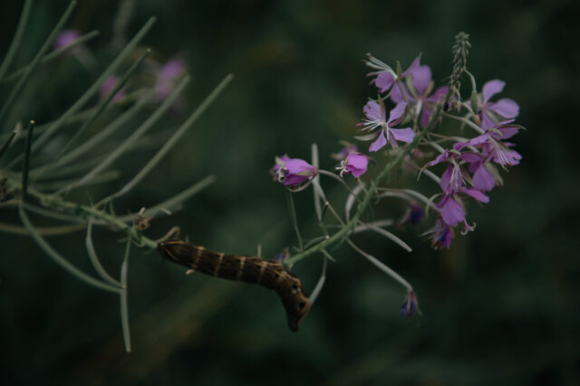 Сотрудники РИА Верхневолжье нашли в Вышневолоцком лесу насекомое из красной книги Сотрудники РИА Верхневолжье нашли в Вышневолоцком лесу насекомое из красной книги