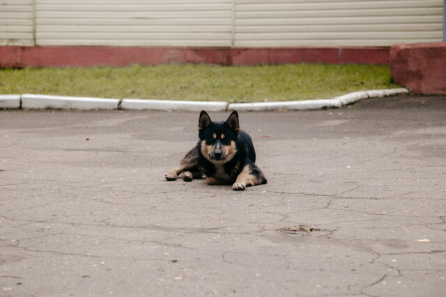 Специалисты Тверской испытательной лаборатории диагностировали бешенство