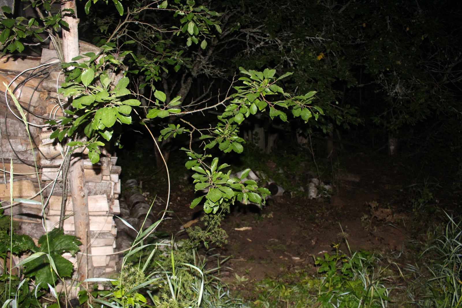 В Тверской области подростку предъявлено обвинение в покушении на убийство 8-летней девочки