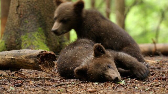 Укусить друга за ухо и исследовать дерево: Как проходит день подопечных Центра спасения медвежат-сирот Укусить друга за ухо и исследовать дерево: Как проходит день подопечных Центра спасения медвежат-сирот