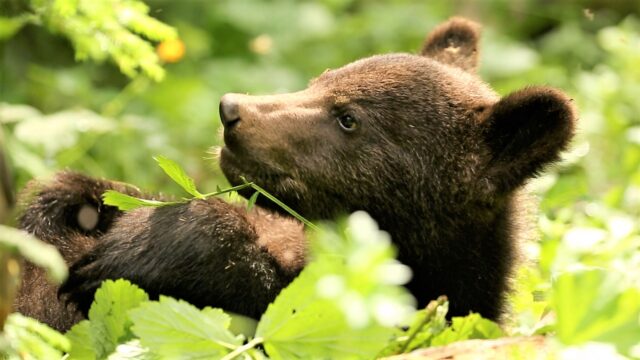 Специалисты Центра спасения медвежат-сирот показали подросших подопечных Специалисты Центра спасения медвежат-сирот показали подросших подопечных