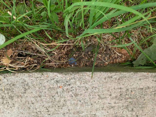 В Тверской области задержали 23-летнего распространителя наркотиков В Тверской области задержали 23-летнего распространителя наркотиков