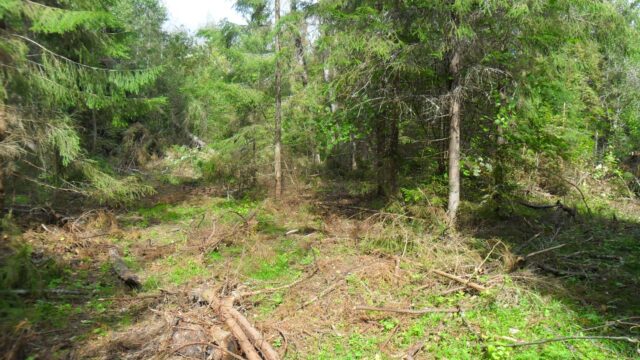 В Конаковском районе выявлена свалка порубочных остатков на землях сельскохозяйственного назначения