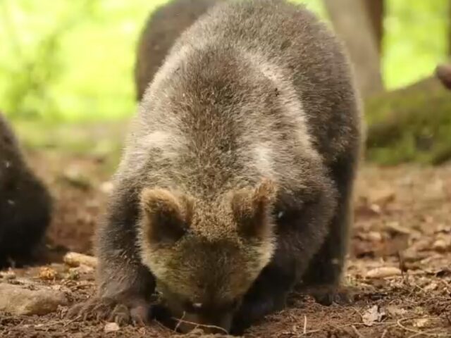 В Центре спасения медвежат-сирот показали, как их подопечные добывают еду Подопечные Центра спасения медвежат-сирот готовятся к предстоящей зимовке