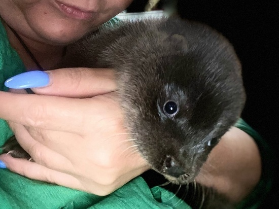 В Тверской области женщина спасла выдрёнка от игравших с ним детей