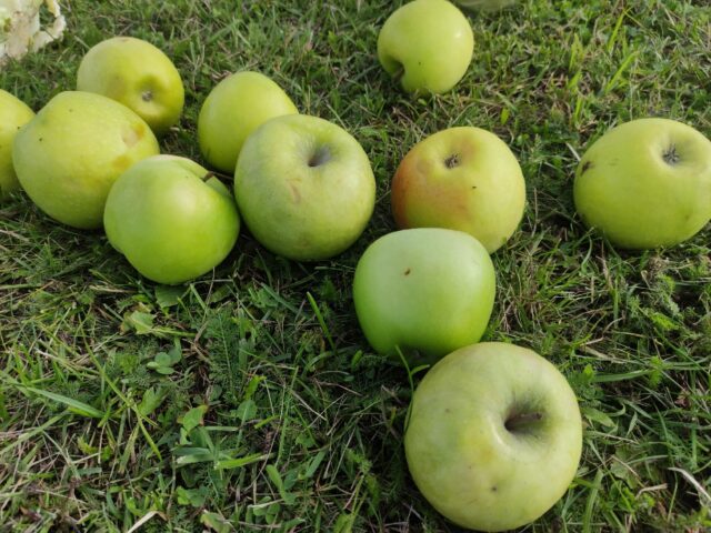 В Тверской области отметят Яблочный Спас В Тверской области отметят Яблочный Спас