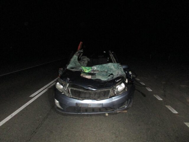 В Тверской области в ДТП с лосем погиб человек В Тверской области в ДТП с лосем погиб человек