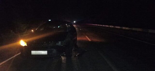 В Тверской области Toyota сбила лося