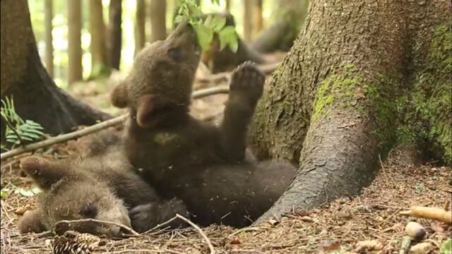 Сотрудники Центра спасения медвежат-сирот поделились забавным видео Сотрудники Центра спасения медвежат-сирот поделились забавным видео