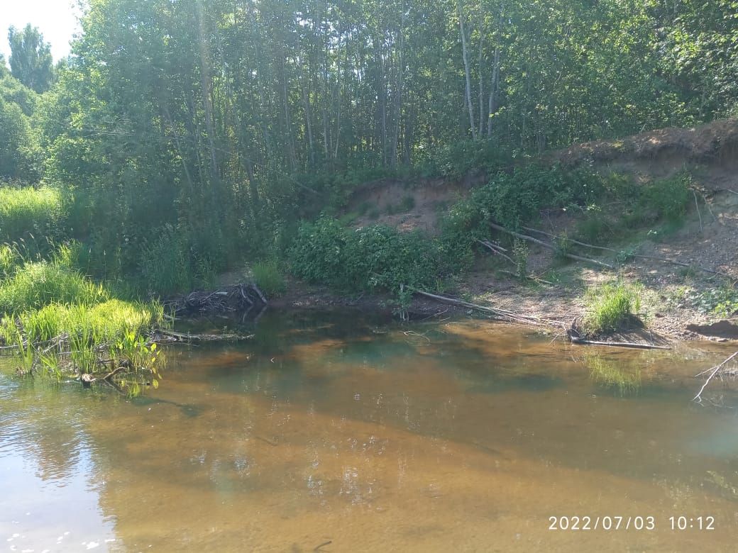 В Тверской области ведутся раскопки на месте обнаружения черепа мамонта