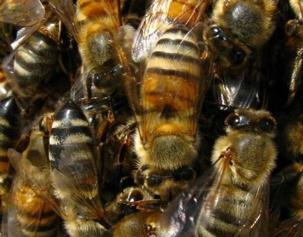 "Тверская МВЛ" обнаружила опасное заболевание медоносных пчел