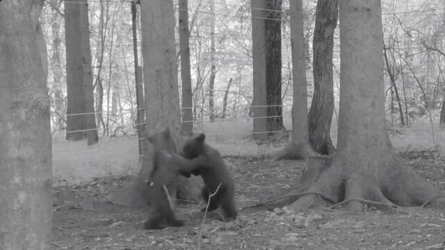 В Центре спасения медвежат-сирот рассказали о ночных занятиях малышей В Центре спасения медвежат-сирот рассказали о ночных занятиях малышей
