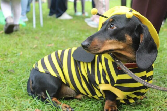 В тверском горсаду состоится парад собак В тверском горсаду состоится парад собак