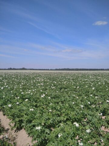 На картофельных полях Бежецкого района искали карантинные объекты