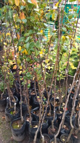 В Тверской области специалисты Управления обследовали торговые точки В Тверской области специалисты Управления обследовали торговые точки