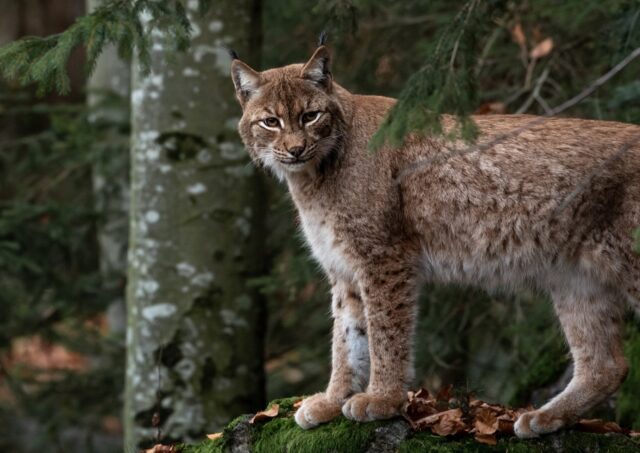 В Тверской области у рыси зарегистрировано бешенство