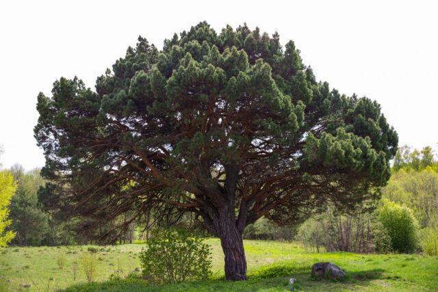 Блогер показал необычную сосну в Тверской области Блогер показал необычную сосну в Тверской области