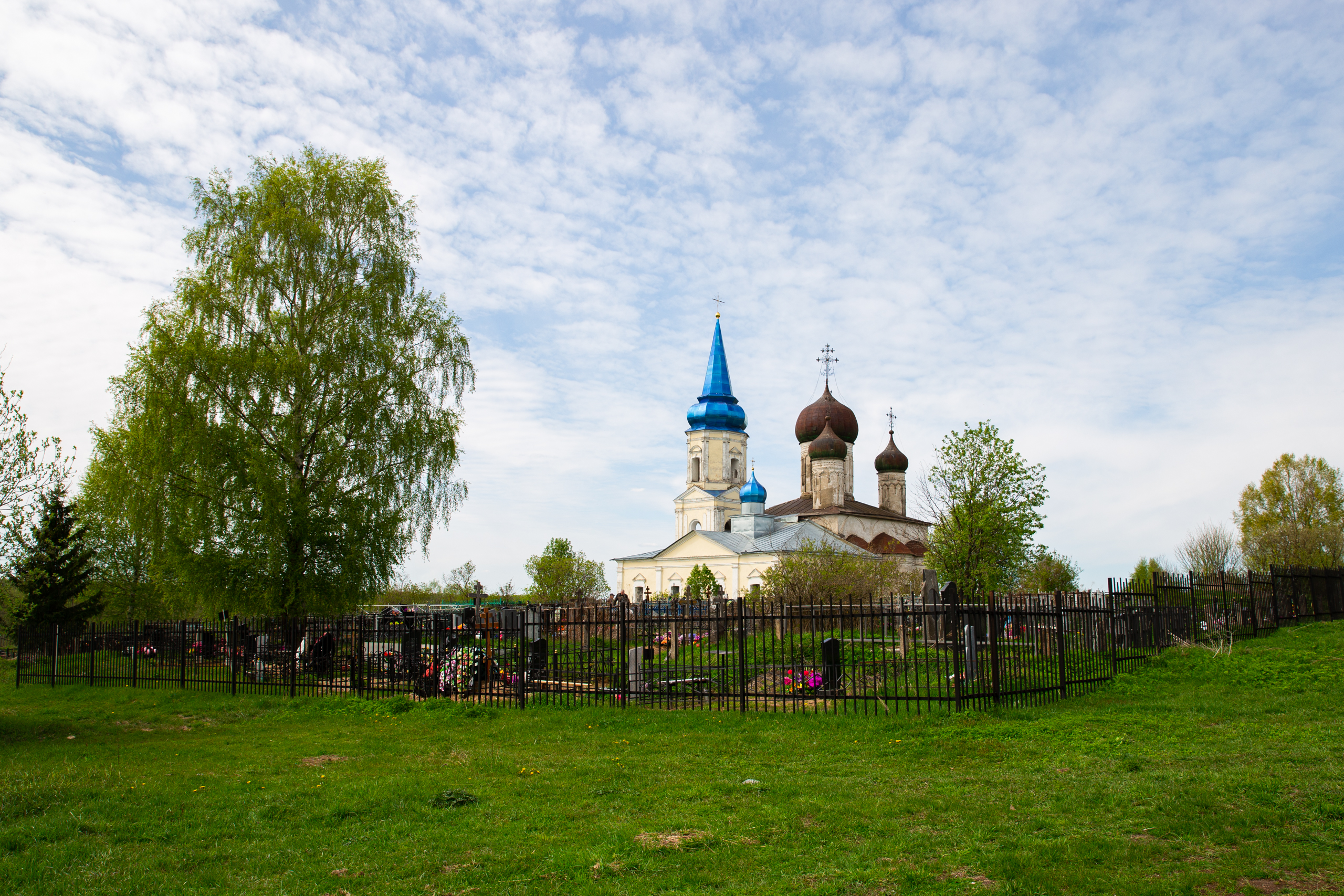 Блогер показал необычную сосну в Тверской области