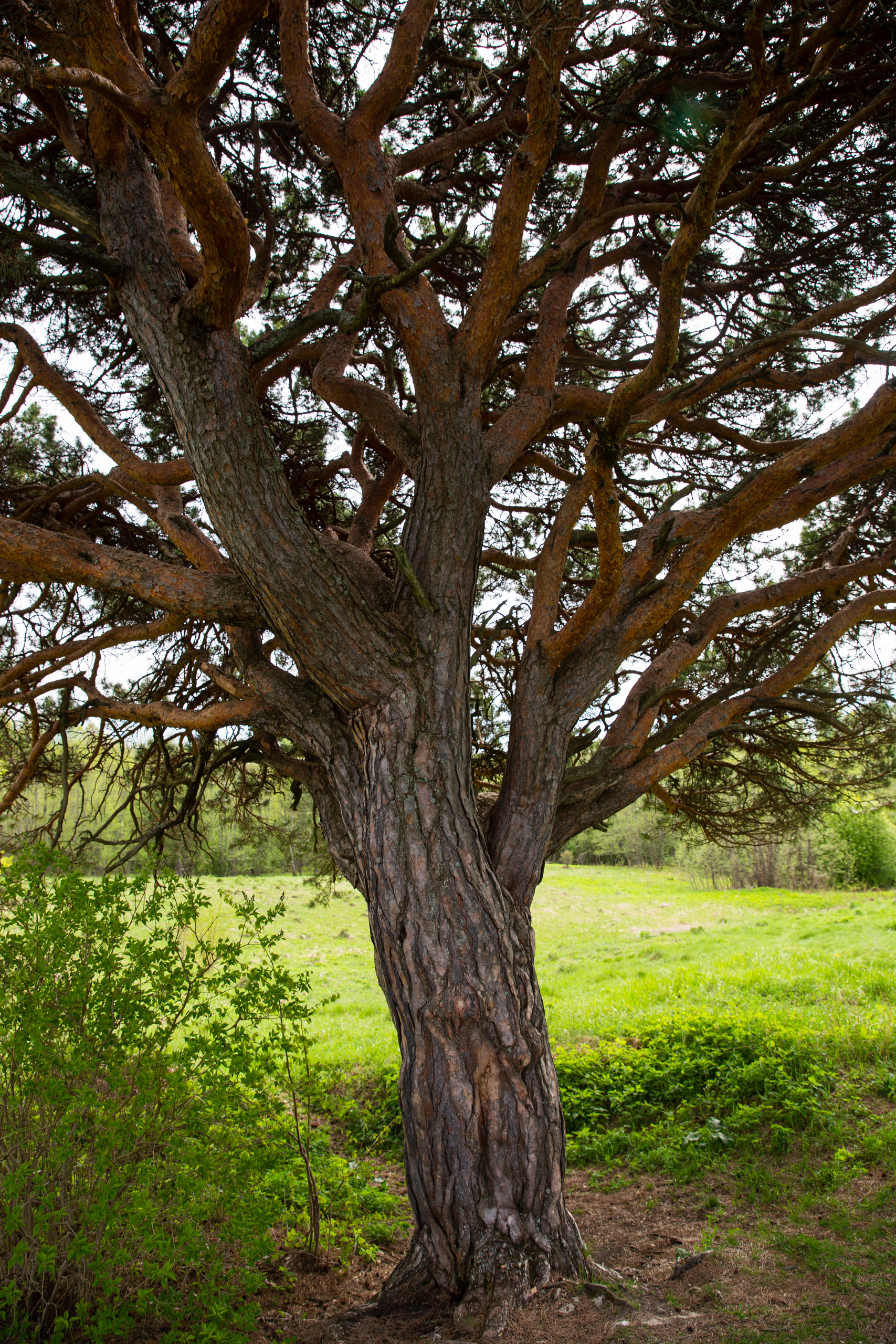 Блогер показал необычную сосну в Тверской области
