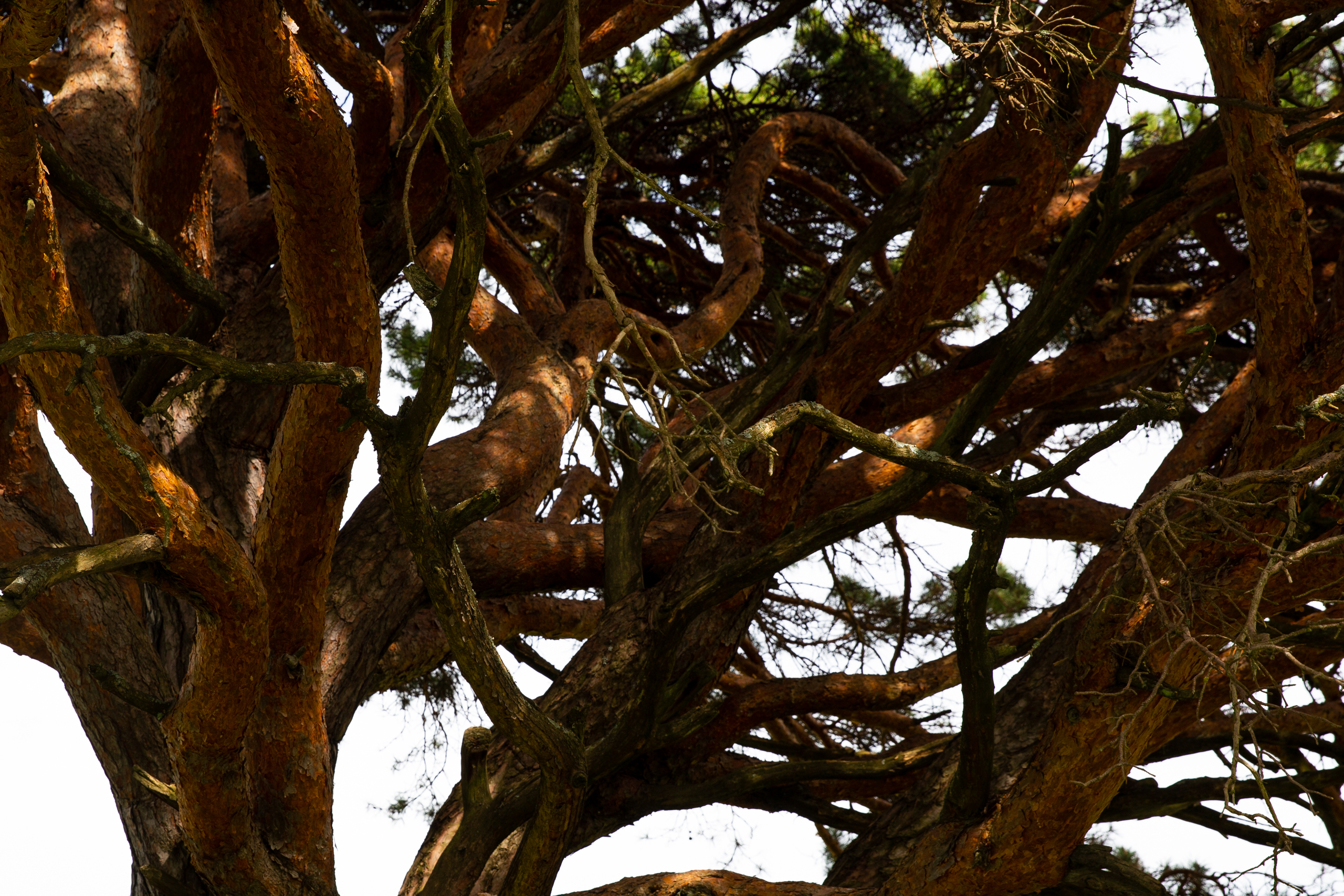 Блогер показал необычную сосну в Тверской области