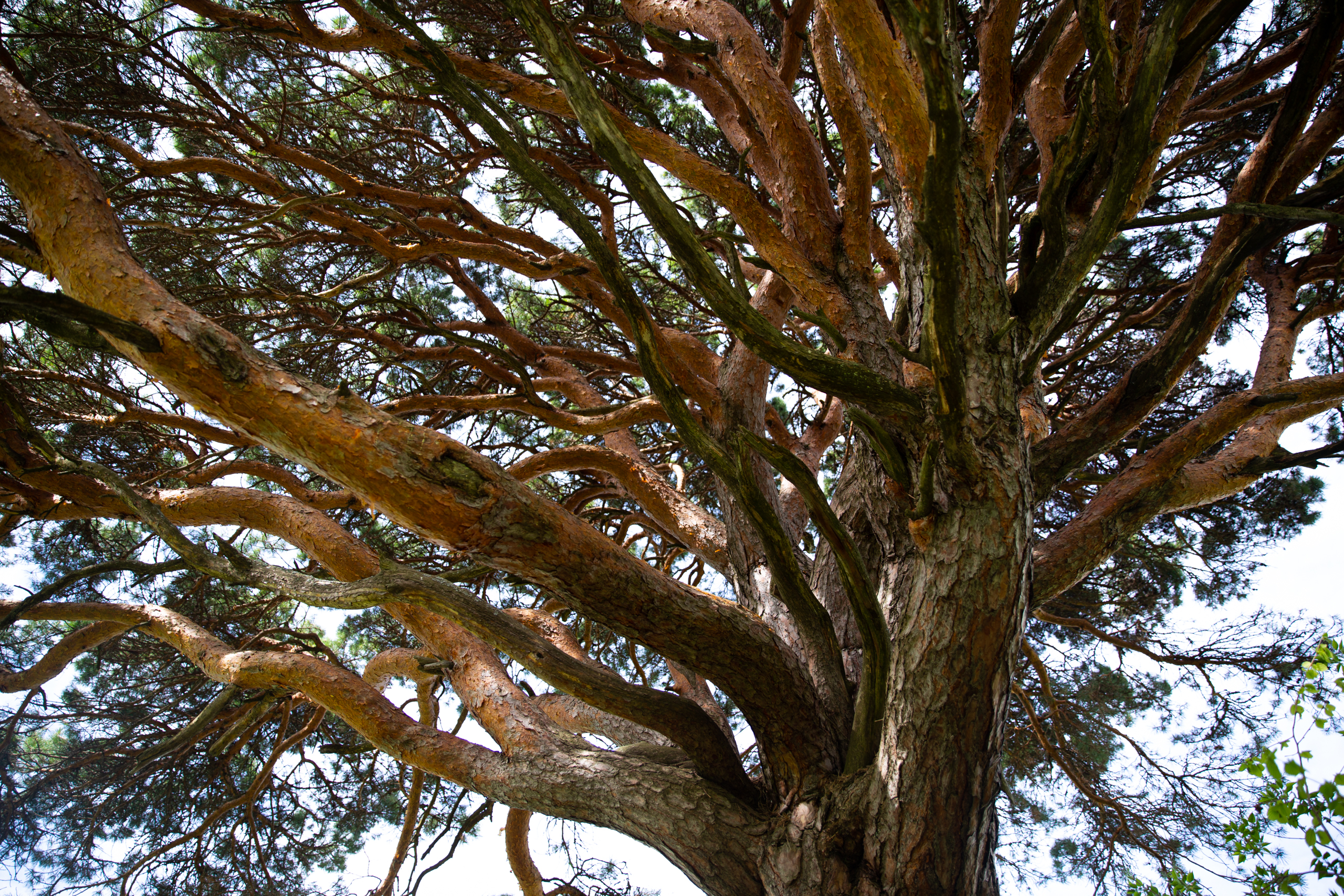 Блогер показал необычную сосну в Тверской области