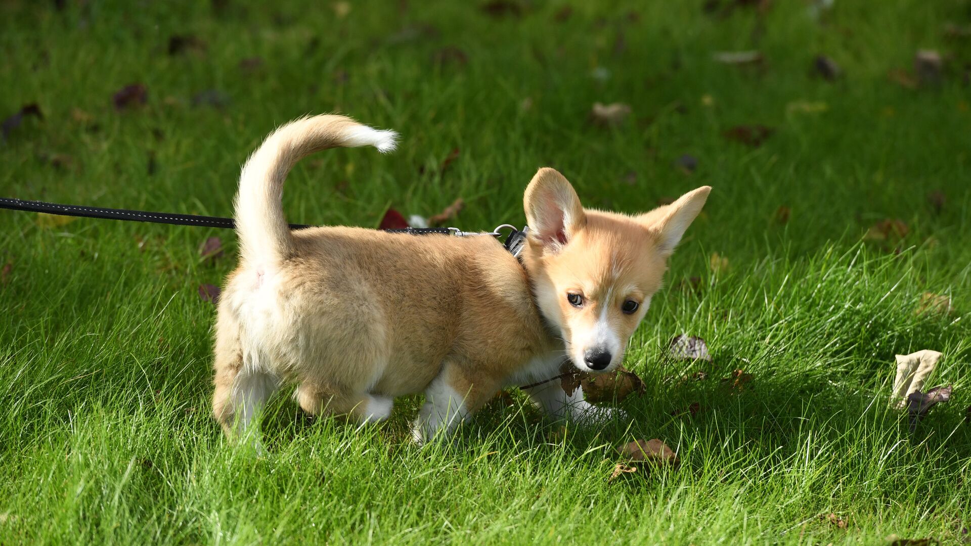 Жительница Тверской области хотела приобрести щенка, но оказалась в лапах мошенника