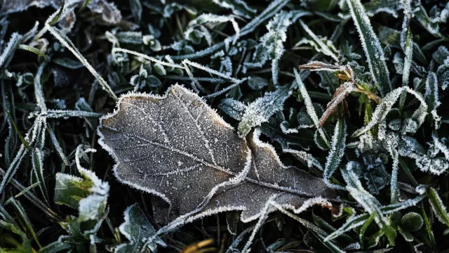 В Тверской области ожидаются заморозки