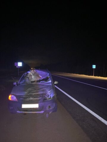 В Тверской области сбивший лося водитель получил травму головы