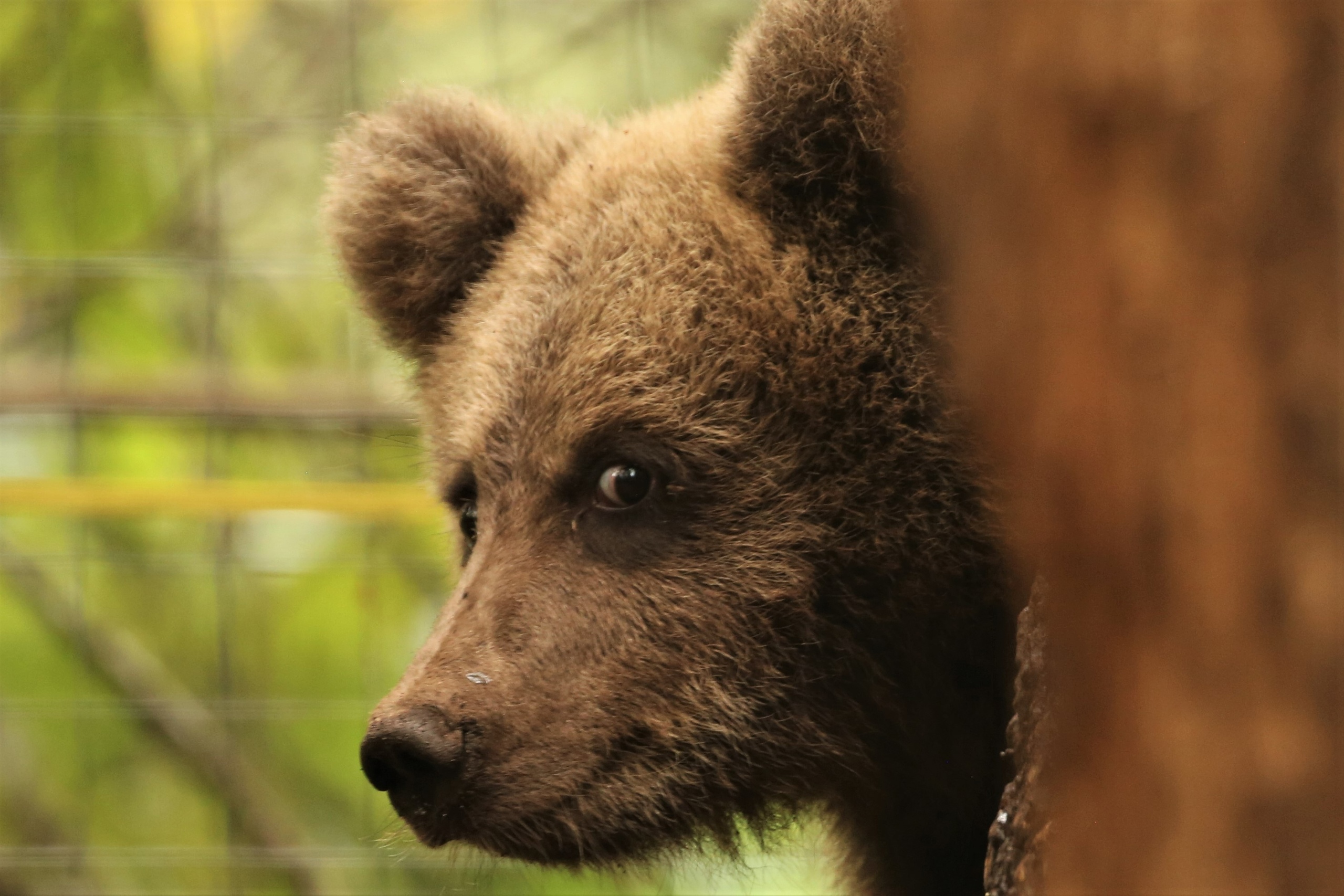 Сотрудники Центра спасения медвежат-сирот радуют новостями о Ежике и Веснушкине