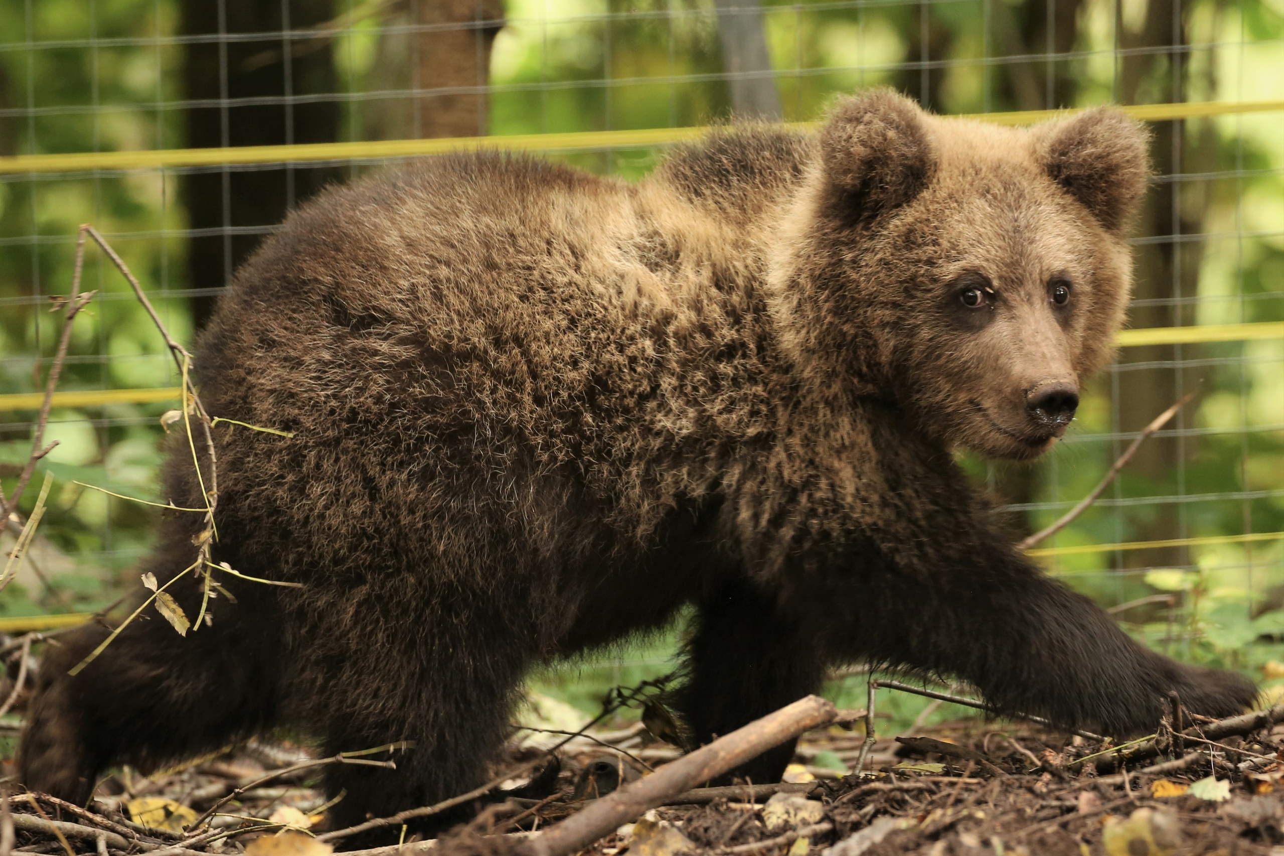 Сотрудники Центра спасения медвежат-сирот радуют новостями о Ежике и Веснушкине