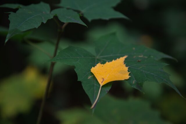 В пятницу в Тверской области снова ожидается дождь В воскресенье в Тверской области продолжится дождь