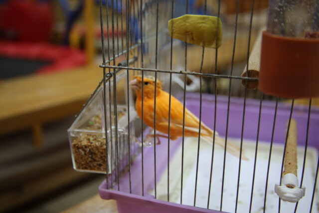 Депутаты подарили воспитанникам тверского детского сада живую канарейку